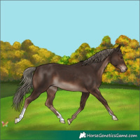 Horse Color:Liver Chestnut Mushroom