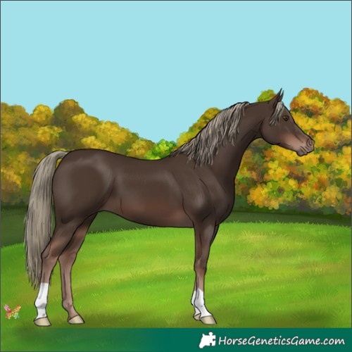 Horse Color:Liver Chestnut Mushroom 