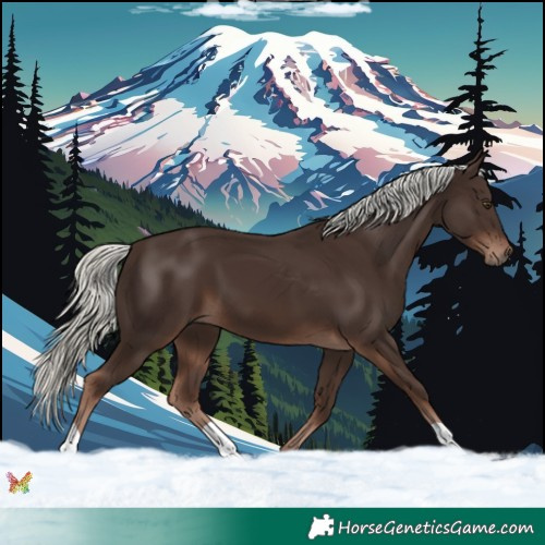 Horse Color:Liver Chestnut Mushroom 