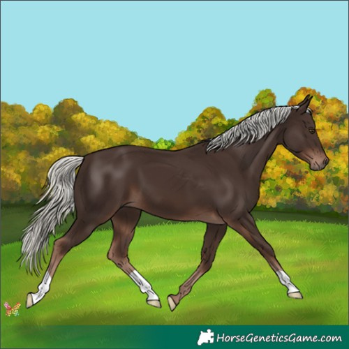 Horse Color:Liver Chestnut Mushroom 