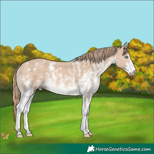 Horse Color:Chocolate Perlino Sabino 