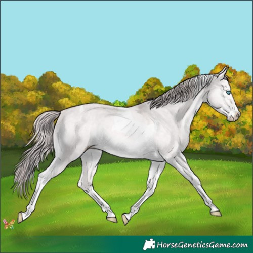 Horse Color:Platinum Chocolate Perlino Dun Tobiano 
