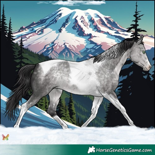 Horse Color:Platinum Buckskin Dun Tobiano 