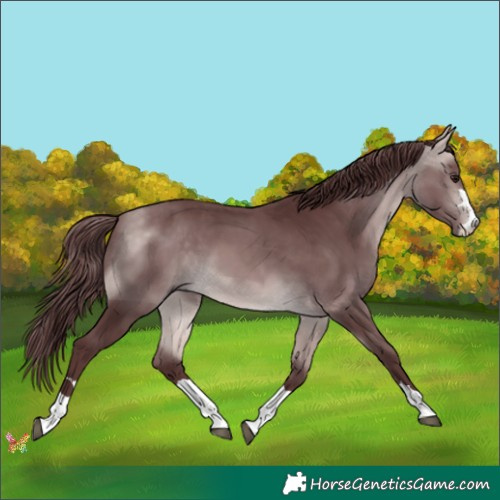 Horse Color:Platinum Chocolate Buckskin 