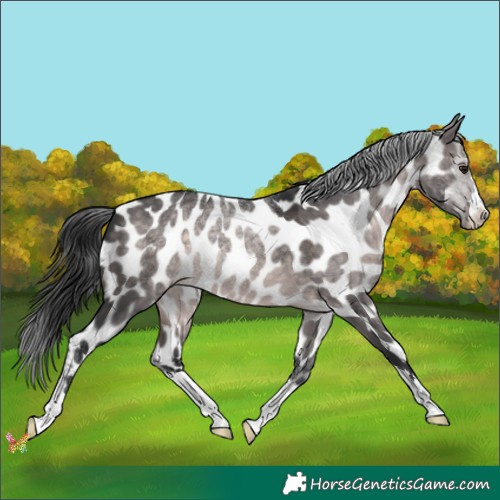 Horse Color:Platinum Brown Dun Appaloosa 