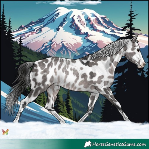 Horse Color:Platinum Brown Dun Appaloosa 
