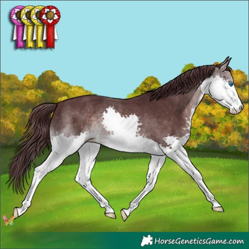 Horse Color:Platinum Chocolate Brown Splash 