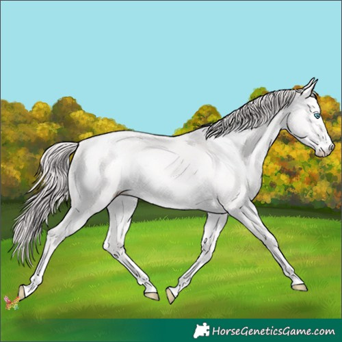 Horse Color:Platinum Chocolate Perlino Dun 