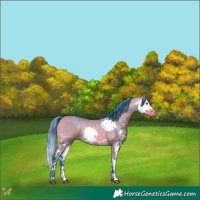 Horse Color:Watercolor Bay Dun Splash Tobiano