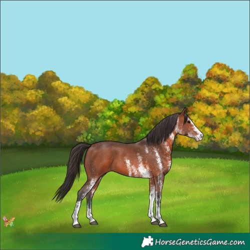 Horse Color:White Spotted Bay 