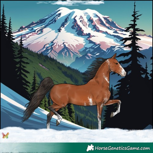 Horse Color:White Spotted Bay 