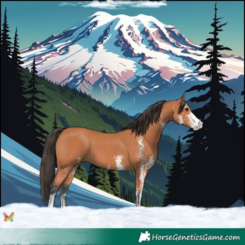 Horse Color:White Spotted Bay 