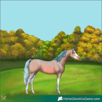 Horse Color:Watercolor White Spotted Bay Dun Splash 