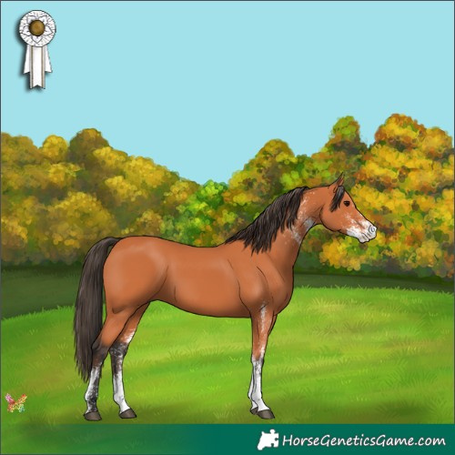 Horse Color:White Spotted Bay 