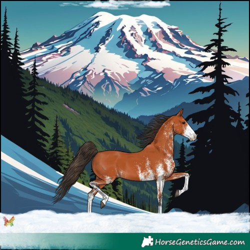 Horse Color:White Spotted Bay 