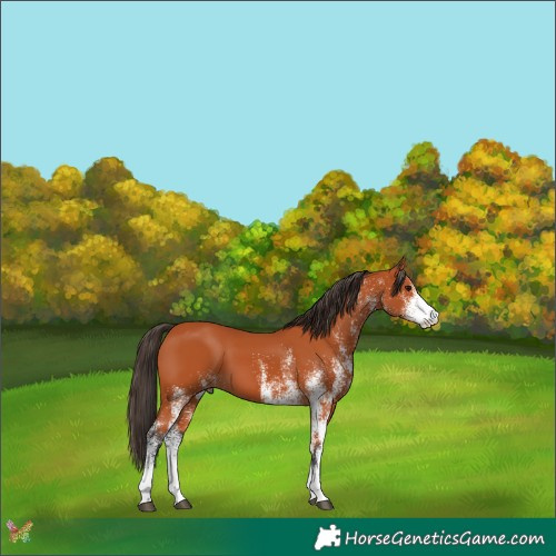 Horse Color:White Spotted Bay 