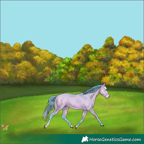 Horse Color:Watercolor White Spotted Buckskin Dun Splash 