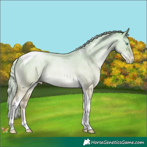 Horse Color:Palomino Roan Pearl Dun Tobiano 