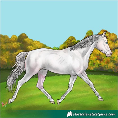 Horse Color:Silver Amber Champagne Pearl Dun Tobiano Appaloosa Rabicano 