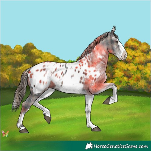 Horse Color:Plaid  White Spotted Black Splash Appaloosa 