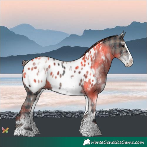 Horse Color:Plaid  White Spotted Black Splash Near Leopard 
