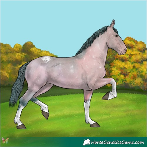 Horse Color:Watercolor White Spotted Bay Appaloosa 