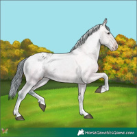 Horse Color:Watercolor White Spotted Bay Appaloosa