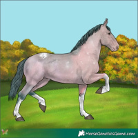 Horse Color:Watercolor White Spotted Bay Appaloosa 