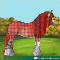 Horse Color:Plaid  Buckskin Sabino Tobiano 