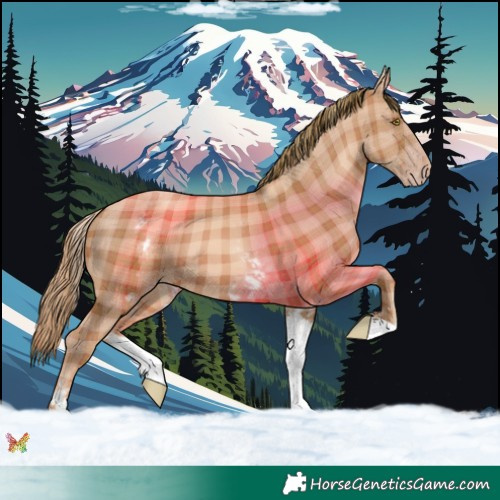 Horse Color:Plaid  White Spotted Gold Champagne 