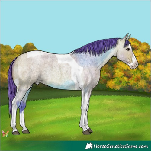 Horse Color:Watercolor Bay Roan Splash Tobiano Rabicano 