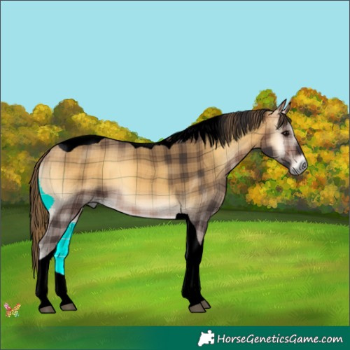 Horse Color:Void Plaid  Buckskin Onyx Tobiano 