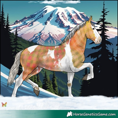 Horse Color:Plaid  Silver Buckskin Sabino Splash Tobiano 