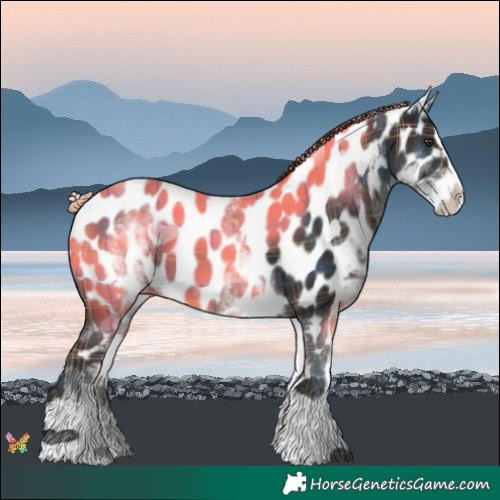 Horse Color:Plaid  White Spotted Liver Chestnut Splash Near Leopard 