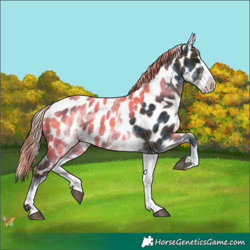 Horse Color:Plaid  White Spotted Liver Chestnut Splash Appaloosa 
