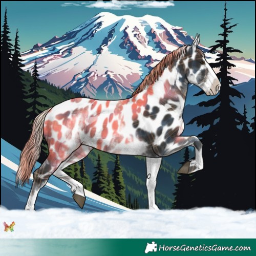 Horse Color:Plaid  White Spotted Liver Chestnut Splash Appaloosa 