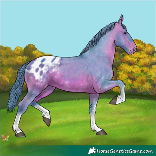 Horse Color:Watercolor White Spotted Bay Appaloosa 