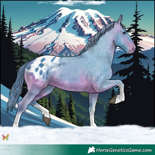 Horse Color:Watercolor White Spotted Bay Appaloosa 