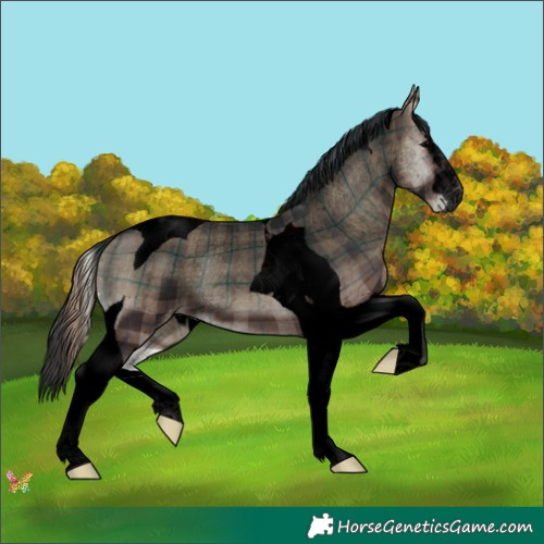 Horse Color:Void Plaid  Blue Onyx Tobiano Appaloosa 
