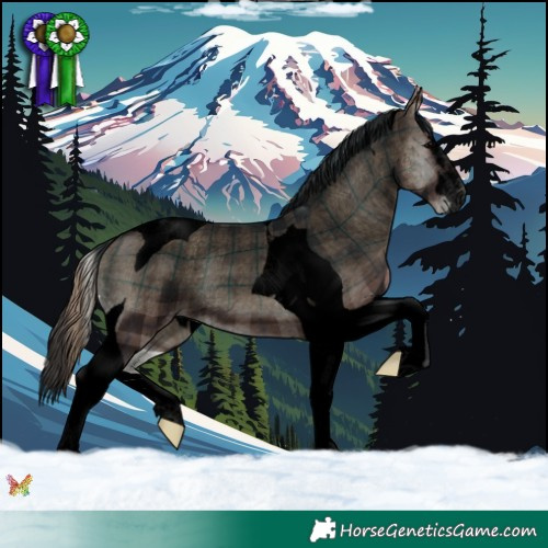 Horse Color:Void Plaid  Blue Onyx Tobiano Appaloosa 