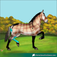 Horse Color:Void Plaid  Brown Onyx Tobiano Rabicano 
