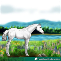 Horse Color:Buckskin Sabino Rabicano 