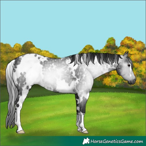 Horse Color:Gray White Spotted Black Rabicano