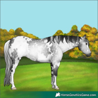 Horse Color:Gray White Spotted Black Rabicano 