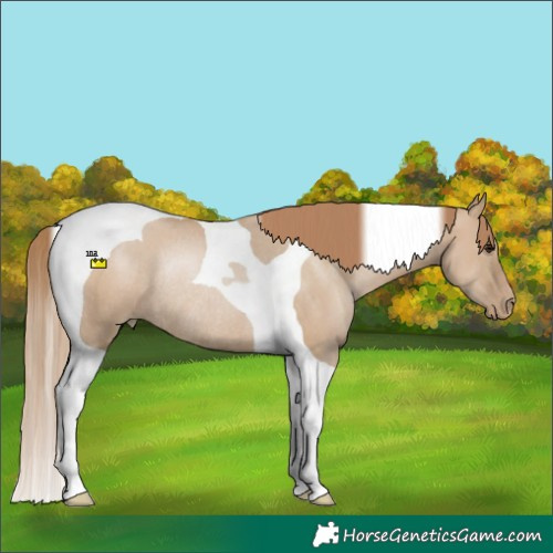 Horse Color:Grullo Pearl Tobiano Rabicano
