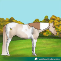 Horse Color:Grullo Pearl Tobiano Rabicano 