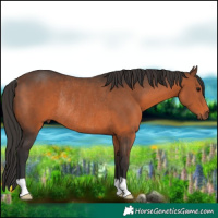 Horse Color:Brown Rabicano 