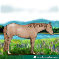 Horse Color:Black Pearl Rabicano 