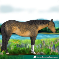 Horse Color:Buckskin 