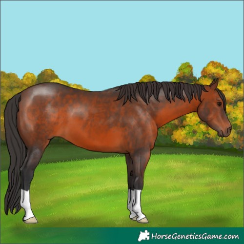 Horse Color:Brown 
